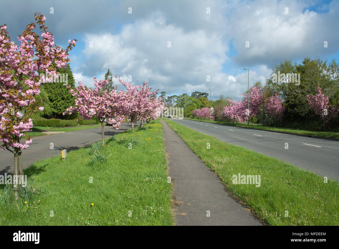 Pink blossom trees lining Cherry Tree Road in Milford, Surrey, UK
