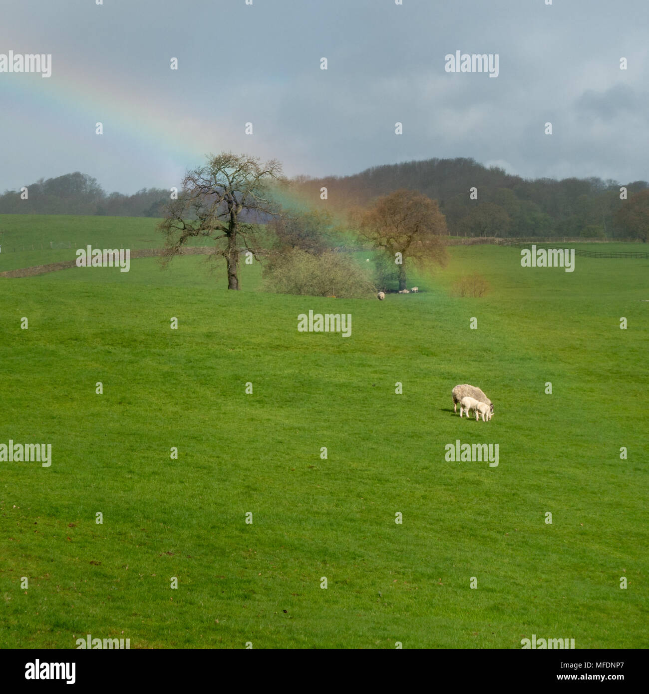 Burley-in-Wharfedale, West Yorkshire, UK. 25th April 2018. A day of persistent heavy showers and sunshine has its reward with multiple rainbows.  Rebecca Cole/Alamy Live News Stock Photo