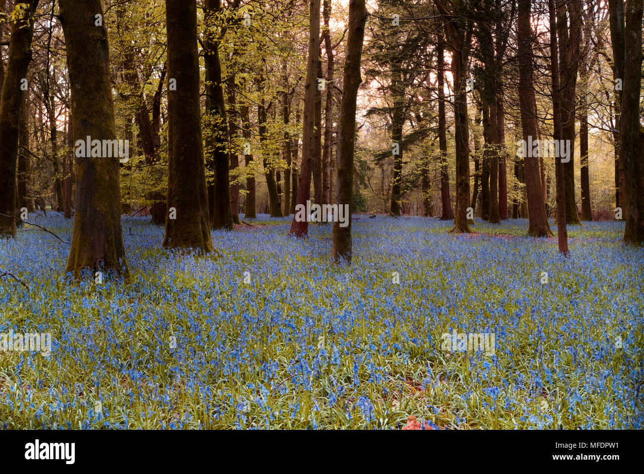 Groverly Woods Great Wishford Nr Salisbury. 25th Apr, 2018. UK Weather Groverly Woods Great Wishford Nr Salisbury. Very lush bluebells in the setting sun after heavy rain during the day. Credit Paul Chambers Alamy Live News Stock Photo