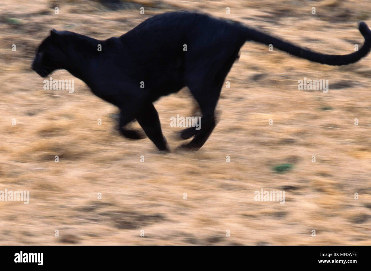 BLACK PANTHER Panthera pardus running Stock Photo