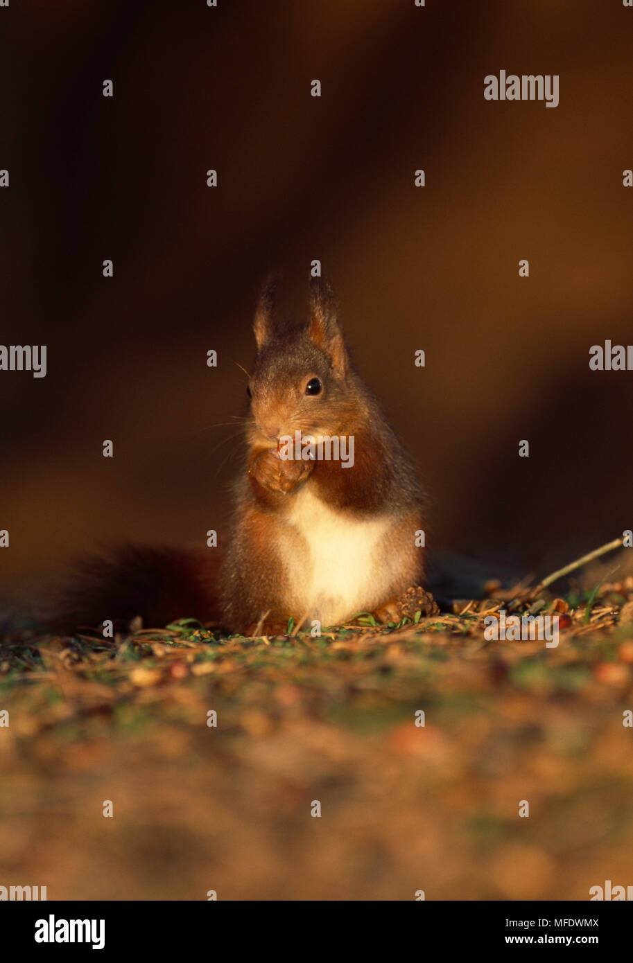 RED SQUIRREL eating nut Sciurus vulgaris Formby Point (National Trust