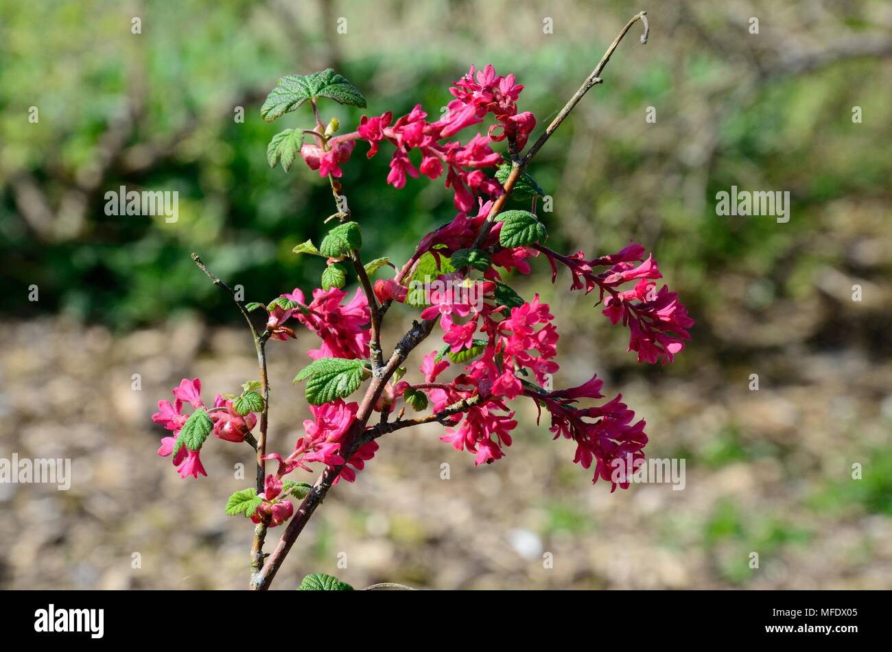 Ribes sanguineum Koja flowering currant Koja Stock Photo