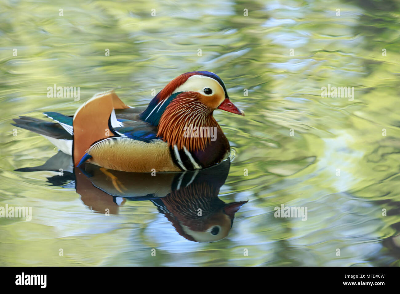 The mandarin duck is a perching duck species found in East Asia Stock
