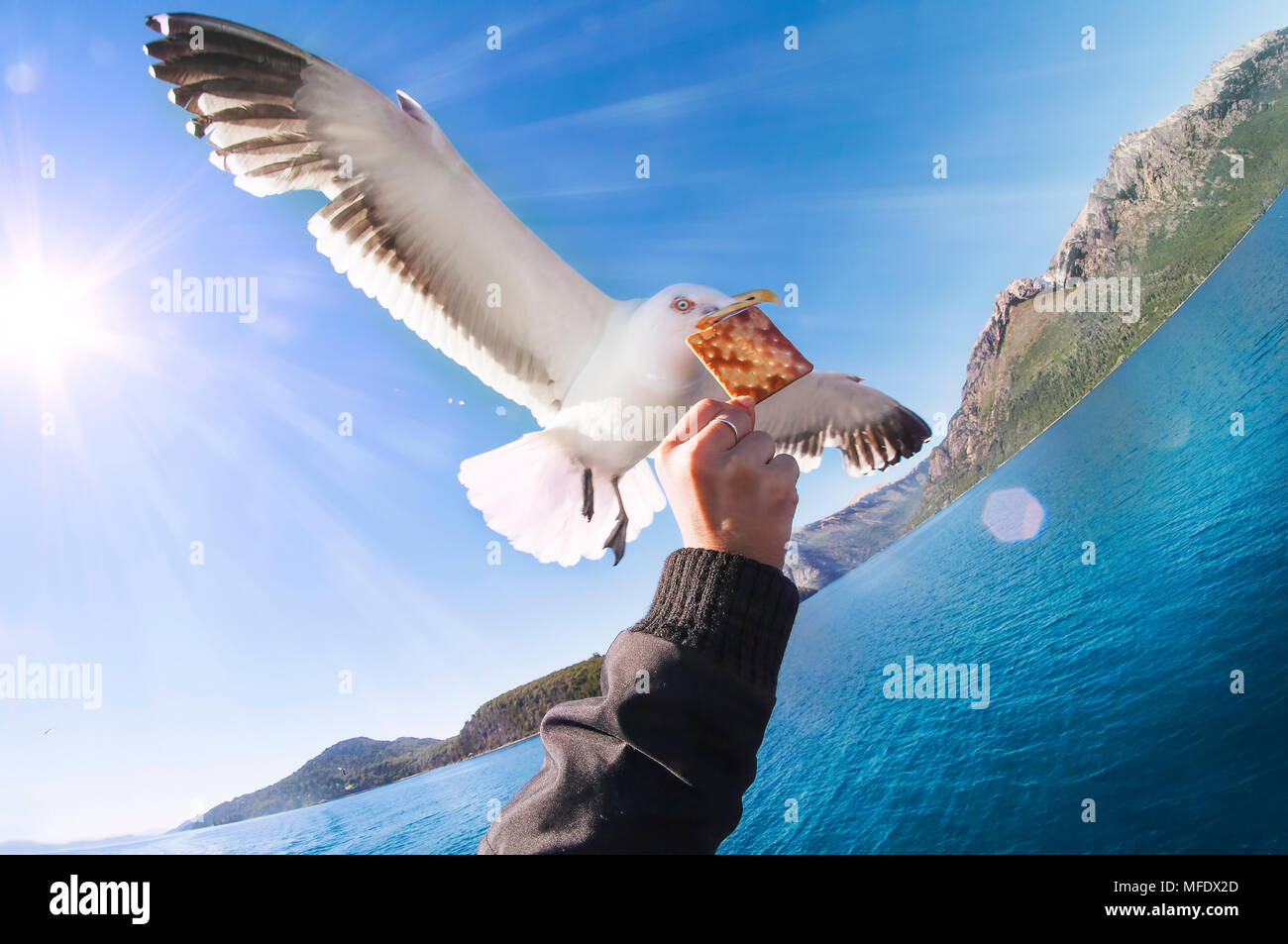 Seagull Stock Photo