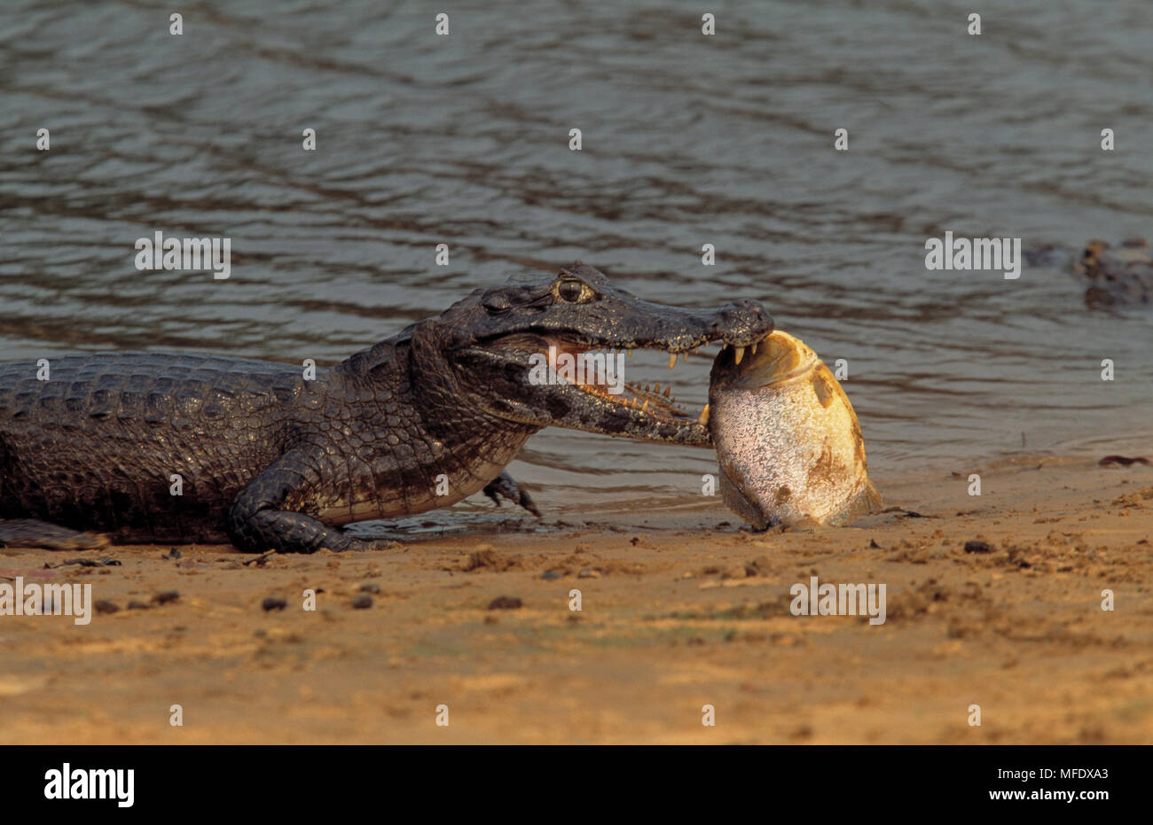 SPECTACLED CAIMAN     Caiman crocodilus on bank with Piranha prey  Pantanal Mato Grosso, Brazil Stock Photo