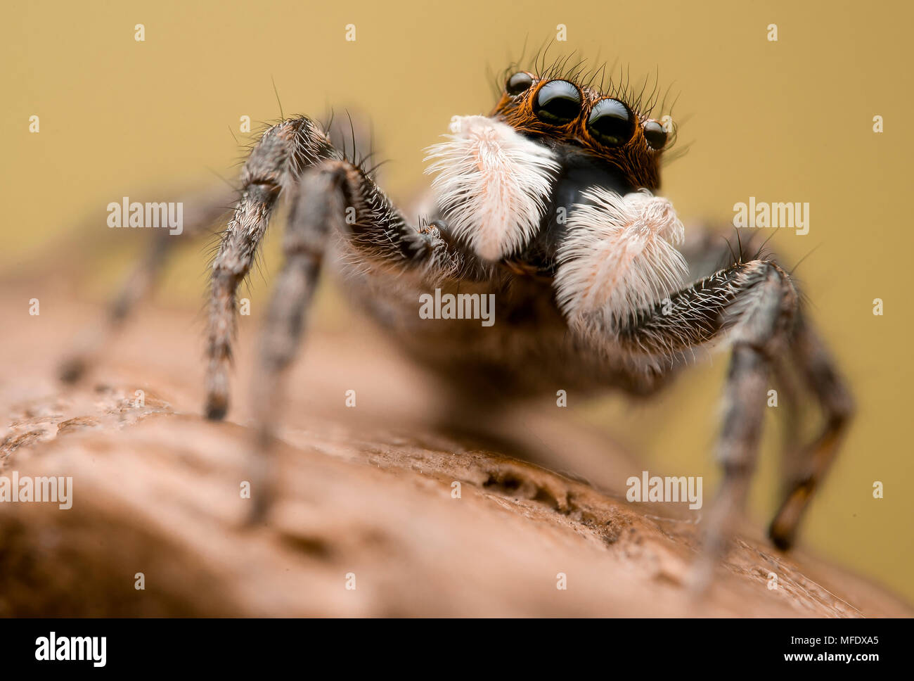 Jumping spider -salticidae Stock Photo