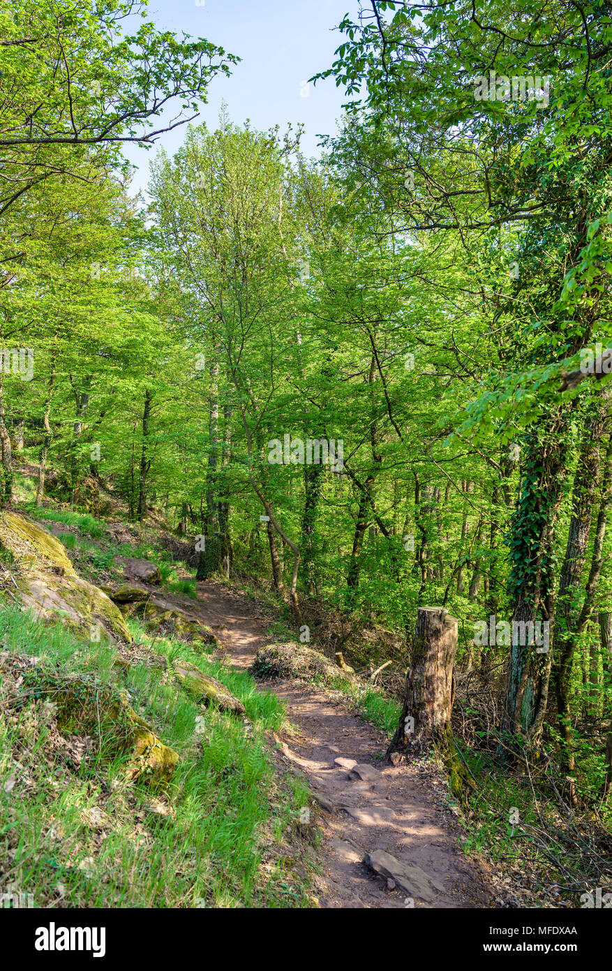 Palatinate forest biosphere reserve hi-res stock photography and images ...