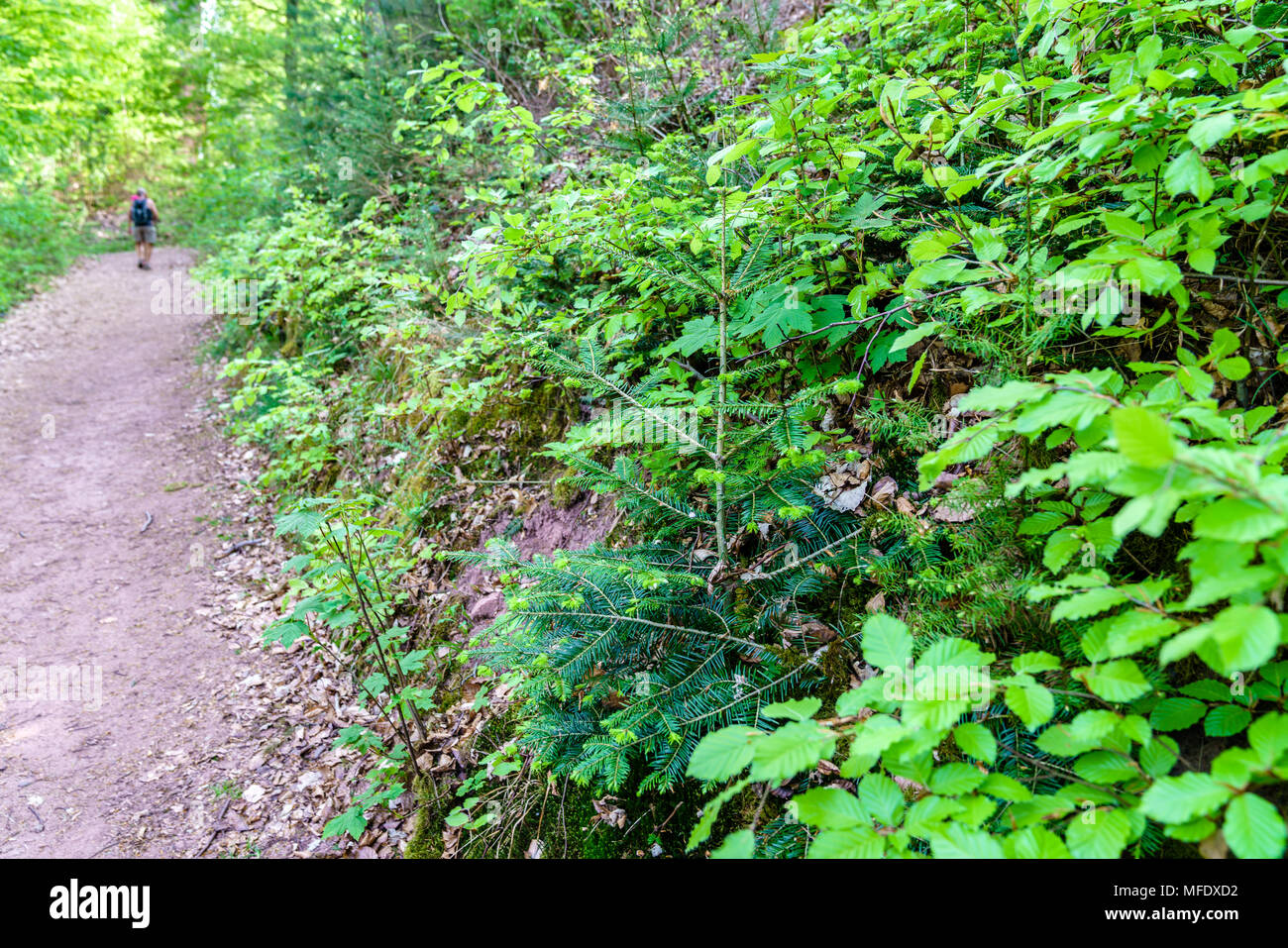 Palatinate forest biosphere reserve hi-res stock photography and images ...