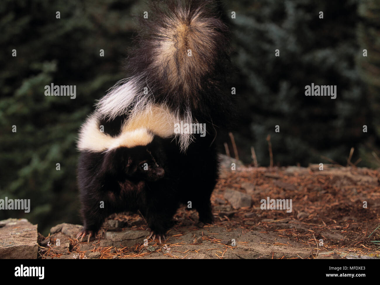Striped skunk spray hi-res stock photography and images - Alamy