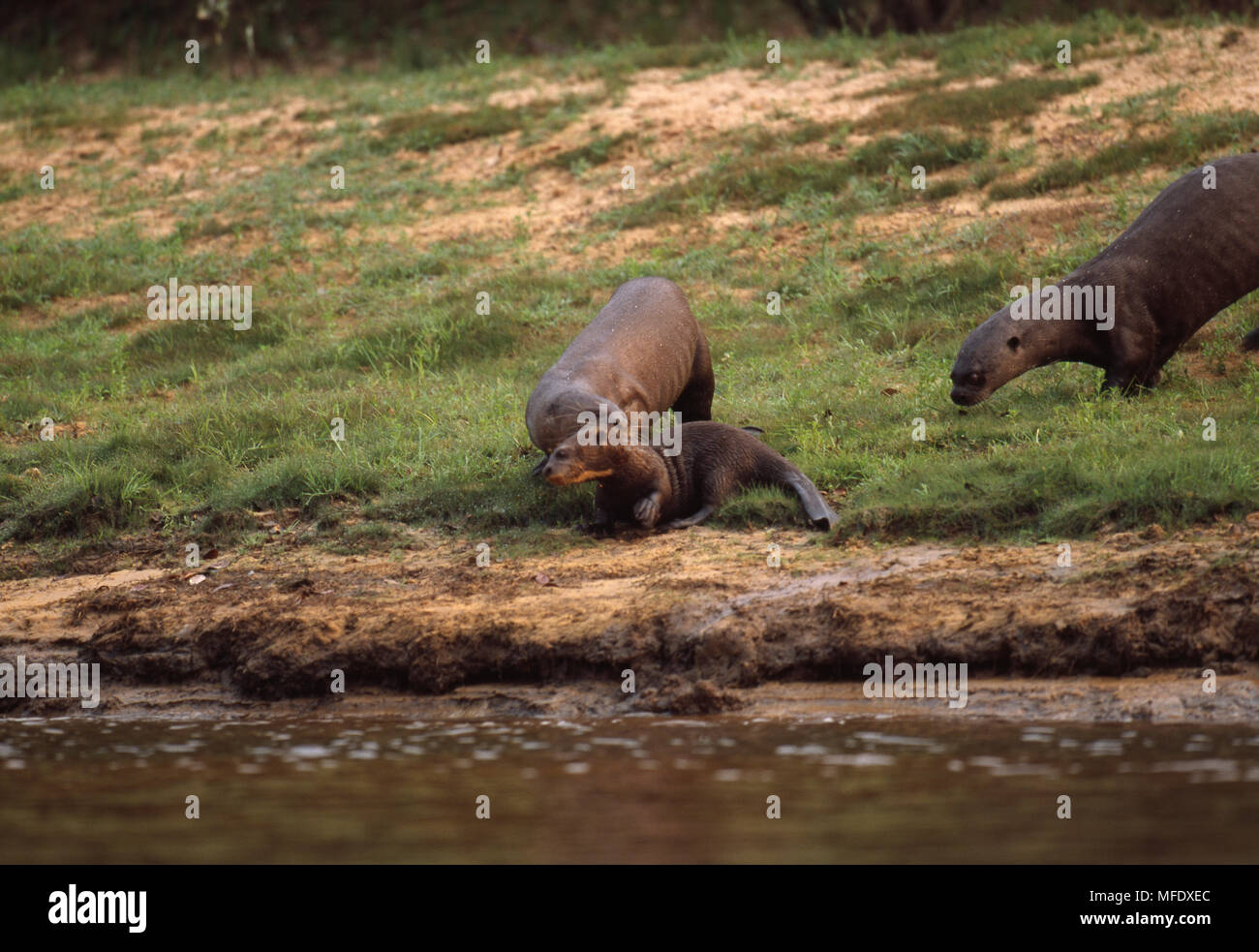 Giant Otter Family On River Bank Pteronura Brasiliensis Pantanal