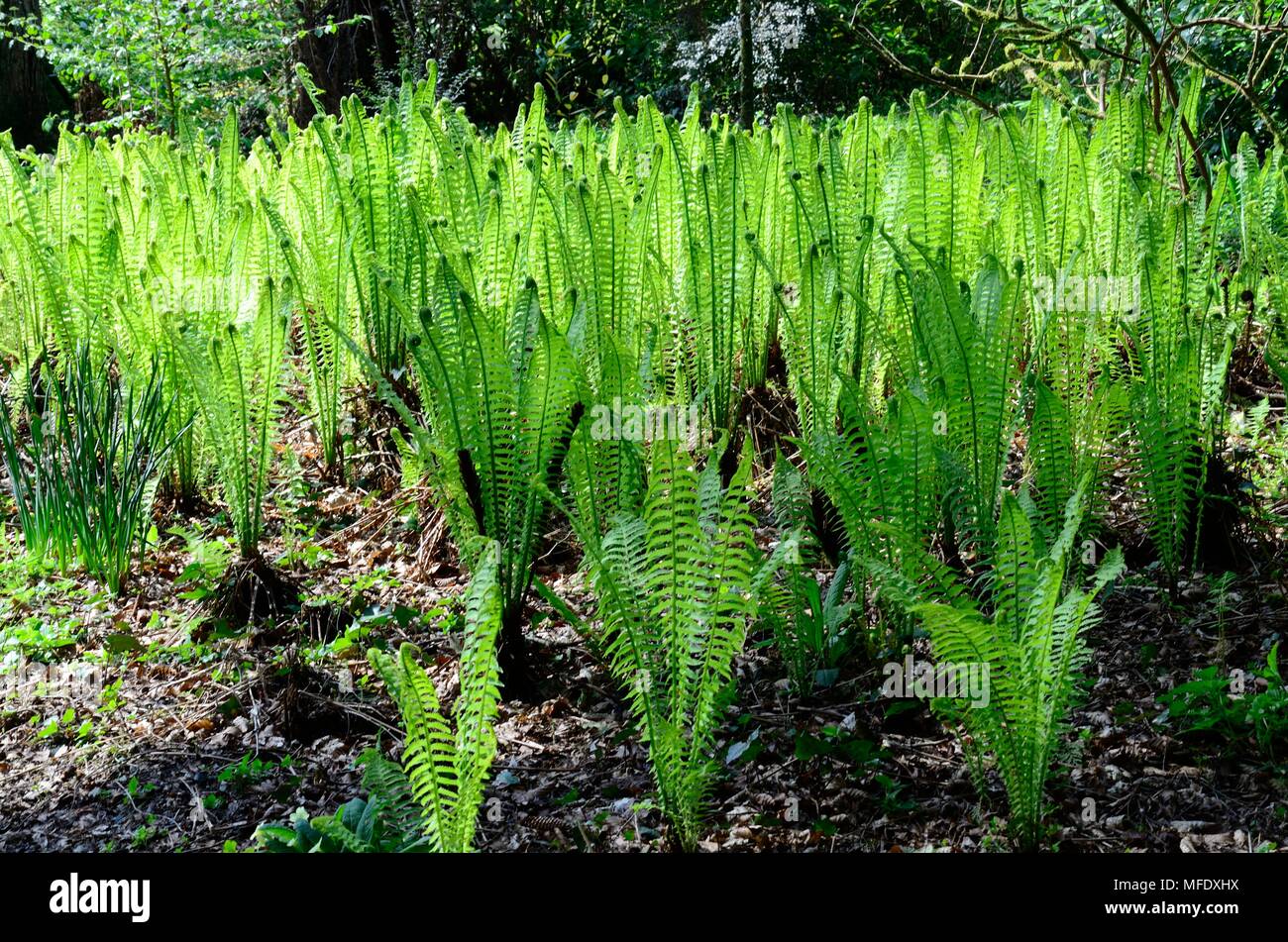 ostrich fern Matteuccia struthiopteris ostrich feather fern in woodland floor Stock Photo