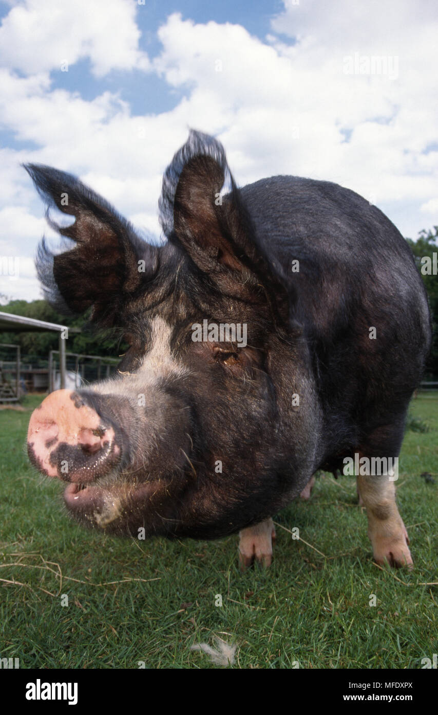 BERKSHIRE PIG Kent, UK Stock Photo