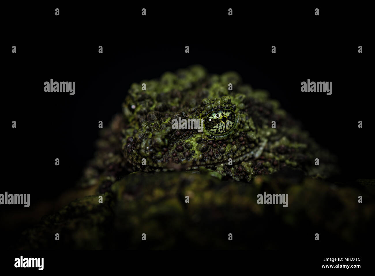Vietnamese mossy frog with black background/ Theloderma corticale / mimicry / moss Stock Photo
