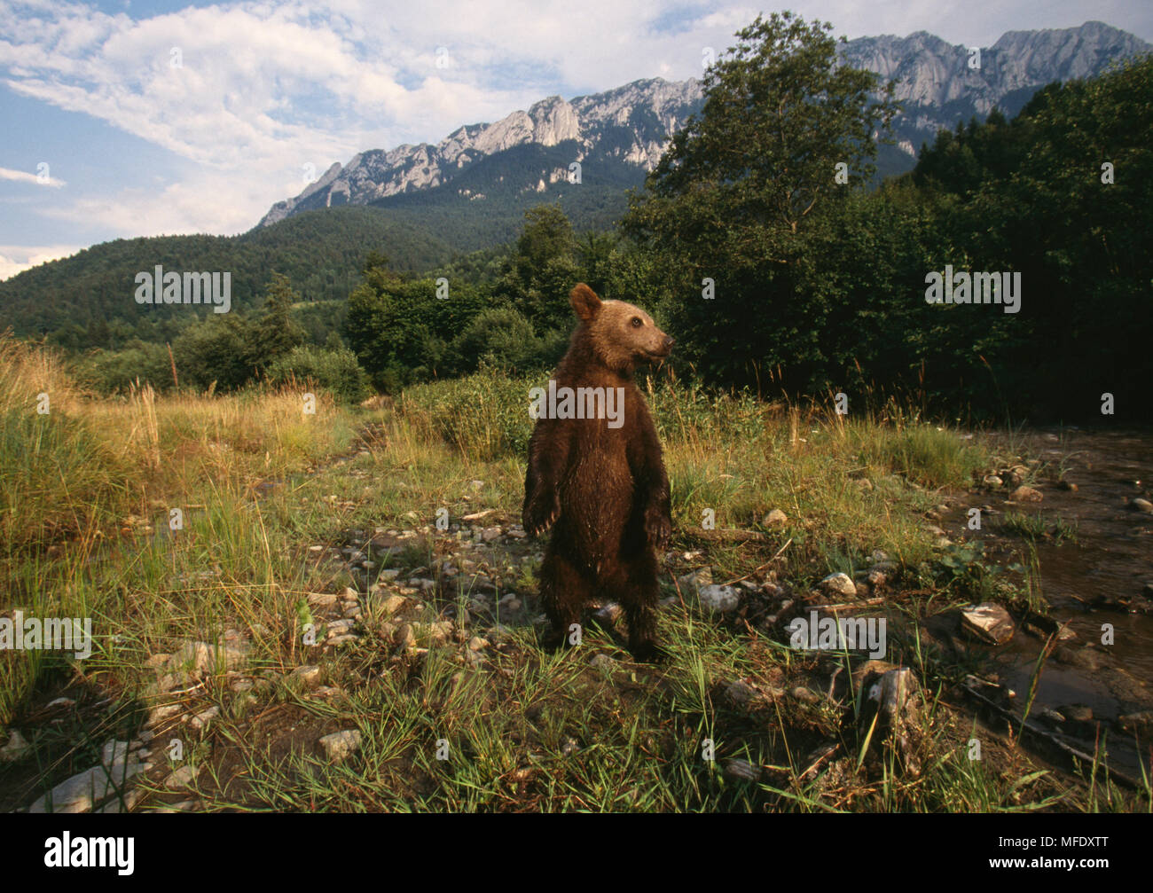 EURASIAN BROWN BEAR Ursus arctos arctos young on hind legs Carpathian ...