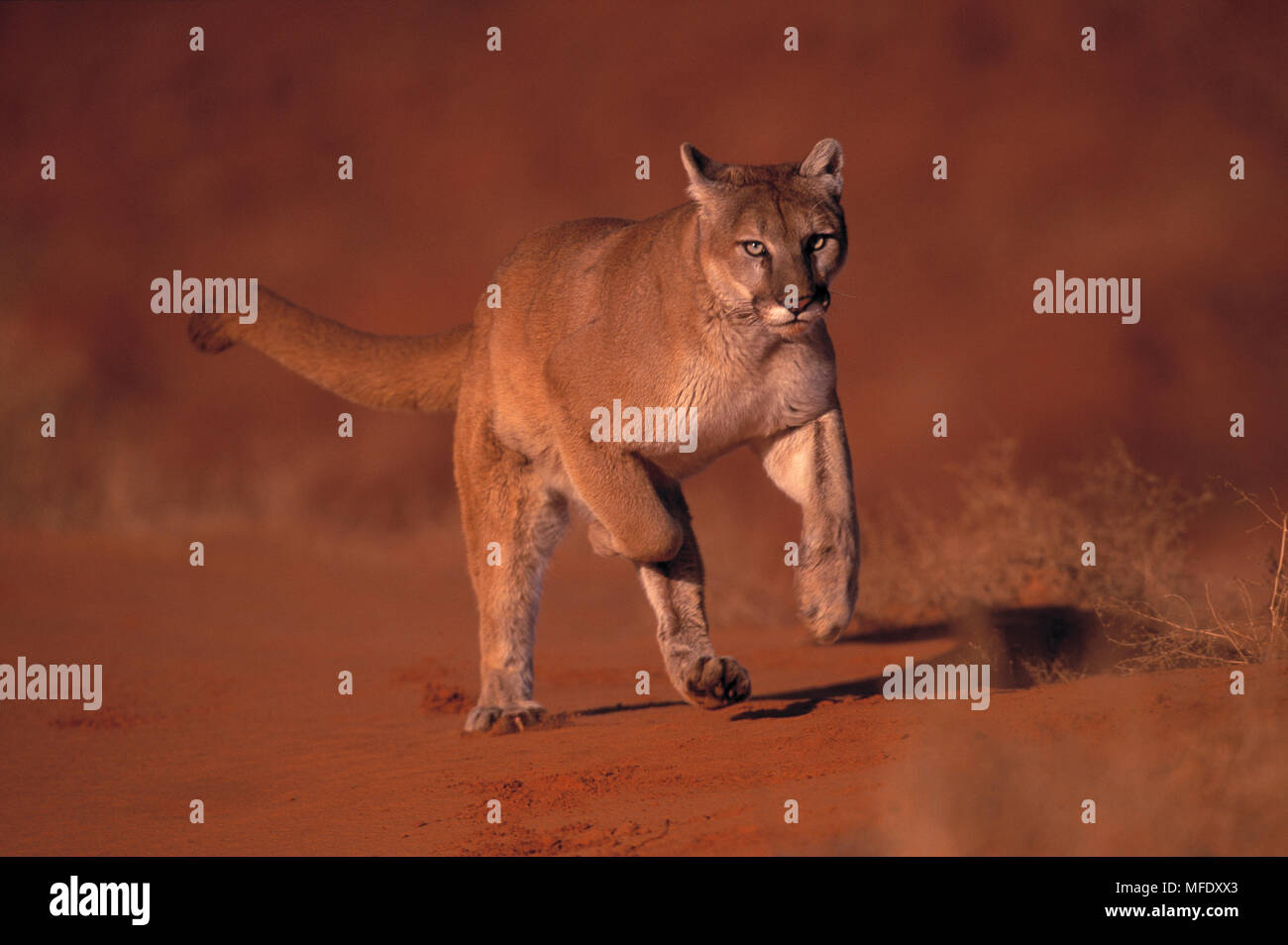 Monument valley arizona animal hi-res stock photography and images - Page 3 - Alamy Monument valley arizona animal hi-res stock photography and images - Page 3 - Alamy