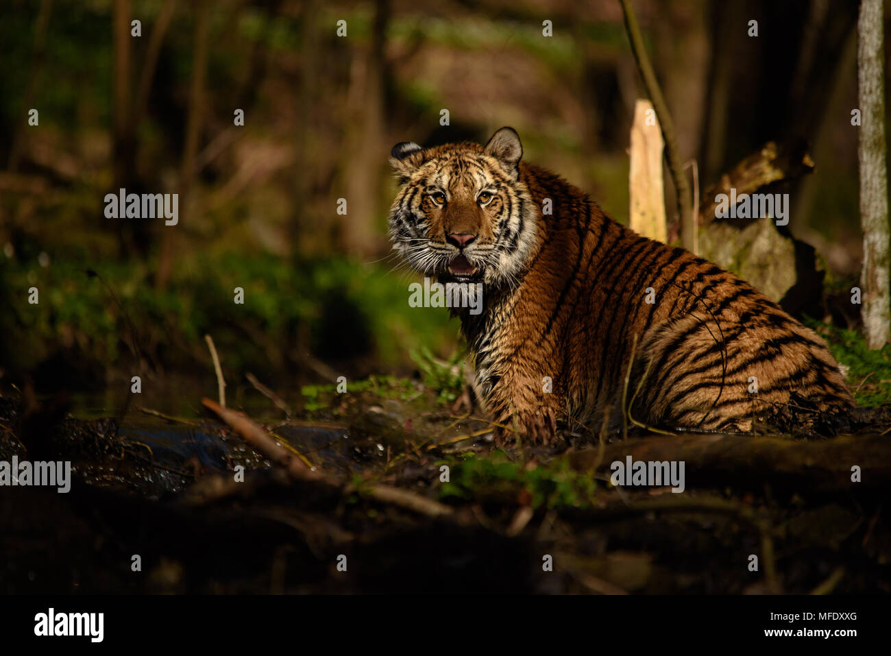 Siberian tiger female sitting in water / Tiger in water / Panthera tigris altaica Stock Photo