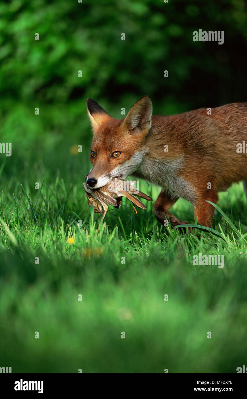 EUROPEAN RED FOX with thrush Vulpes vulpes Hampshire, England Stock
