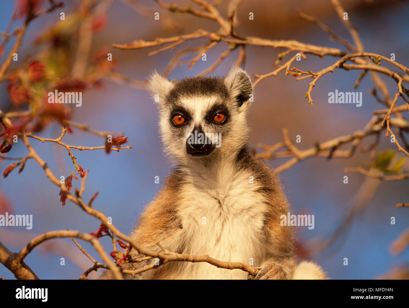 RING-TAILED LEMUR in tree,  Lemur catta head detail. Berenty Reserve, Madgascar Stock Photo