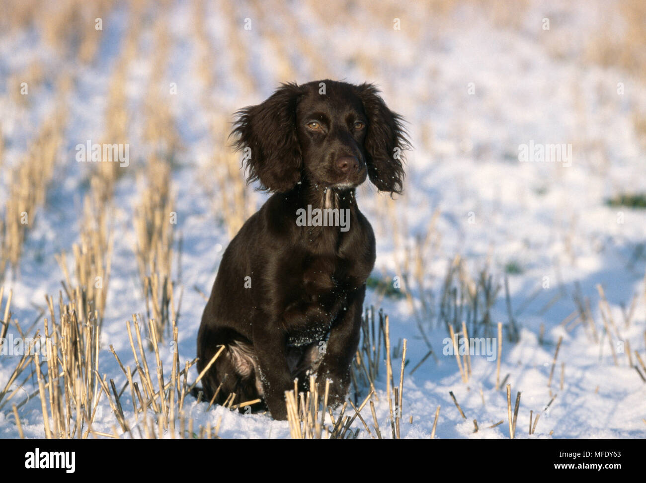COCKER SPANIEL puppy sitting in snow Stock Photo
