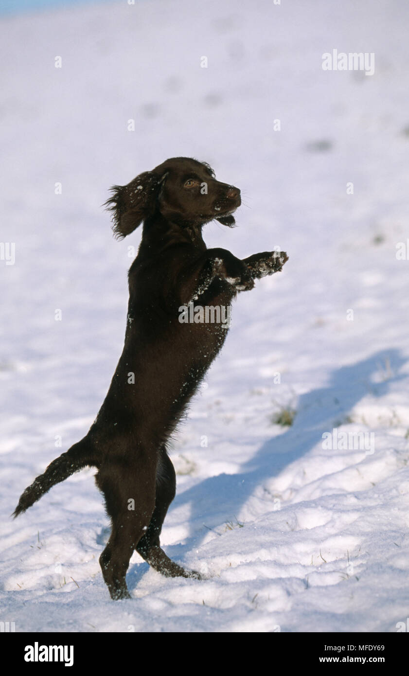 COCKER SPANIEL   puppy on hind legs in snow Stock Photo