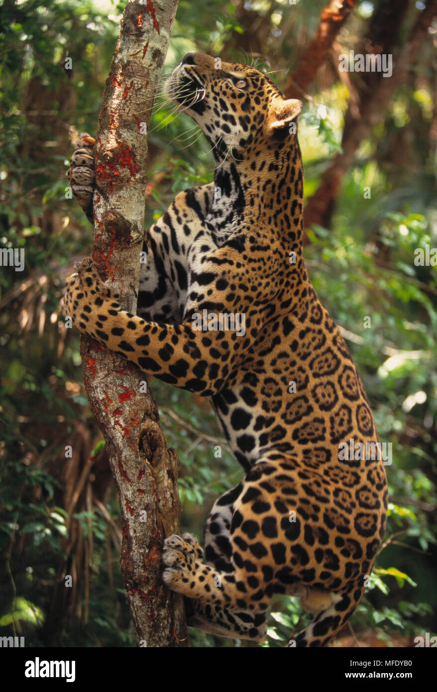 JAGUAR climbing tree Panthera onca Belize, Central America Stock Photo