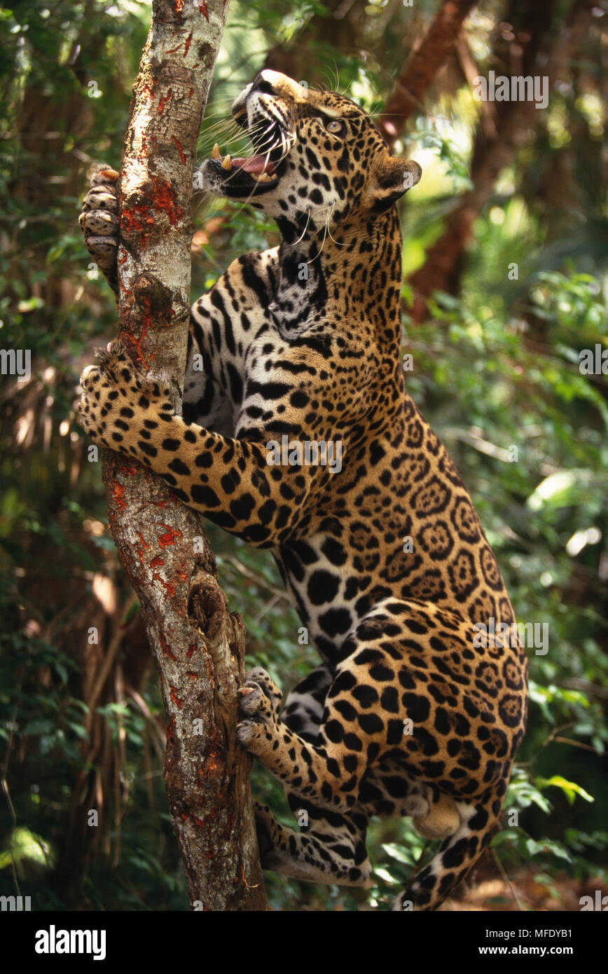 JAGUAR climbing tree Panthera onca Belize Zoo Stock Photo Alamy