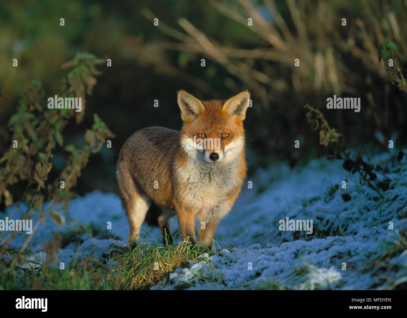 EUROPEAN RED FOX Vulpes vulpes in field with light snow. UK Stock Photo -  Alamy