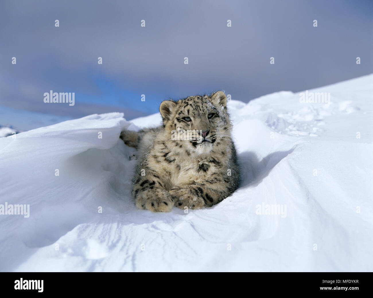 SNOW LEOPARD Panthera uncia Stock Photo