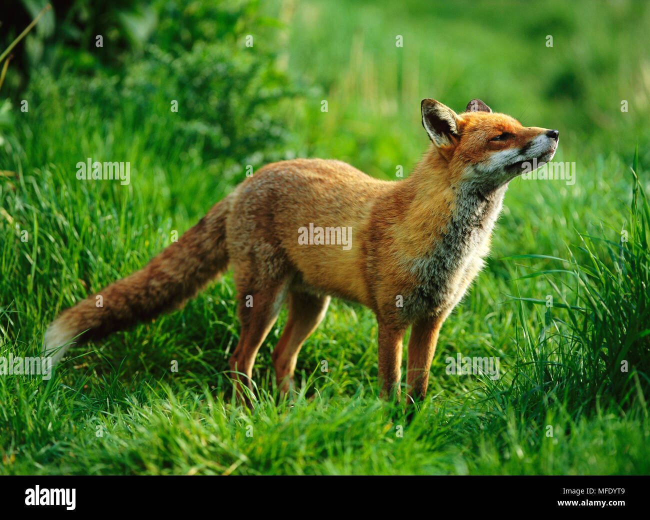 EUROPEAN RED FOX Vulpes vulpes UK Stock Photo - Alamy