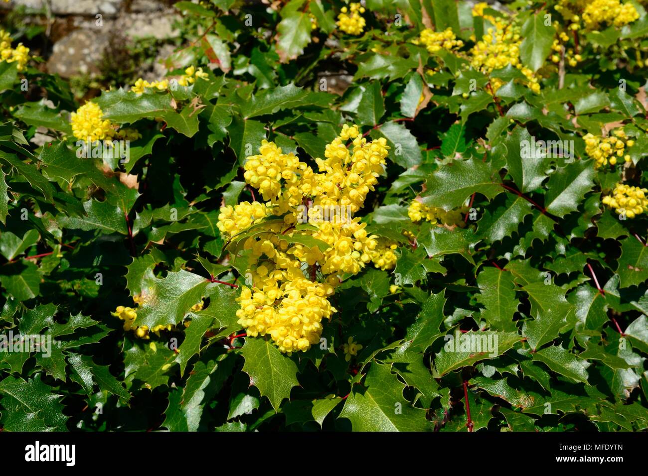 Mahonia Golden abundance or Barberries two season plant with yellow flowers in spring and purple berries in autumn Stock Photo