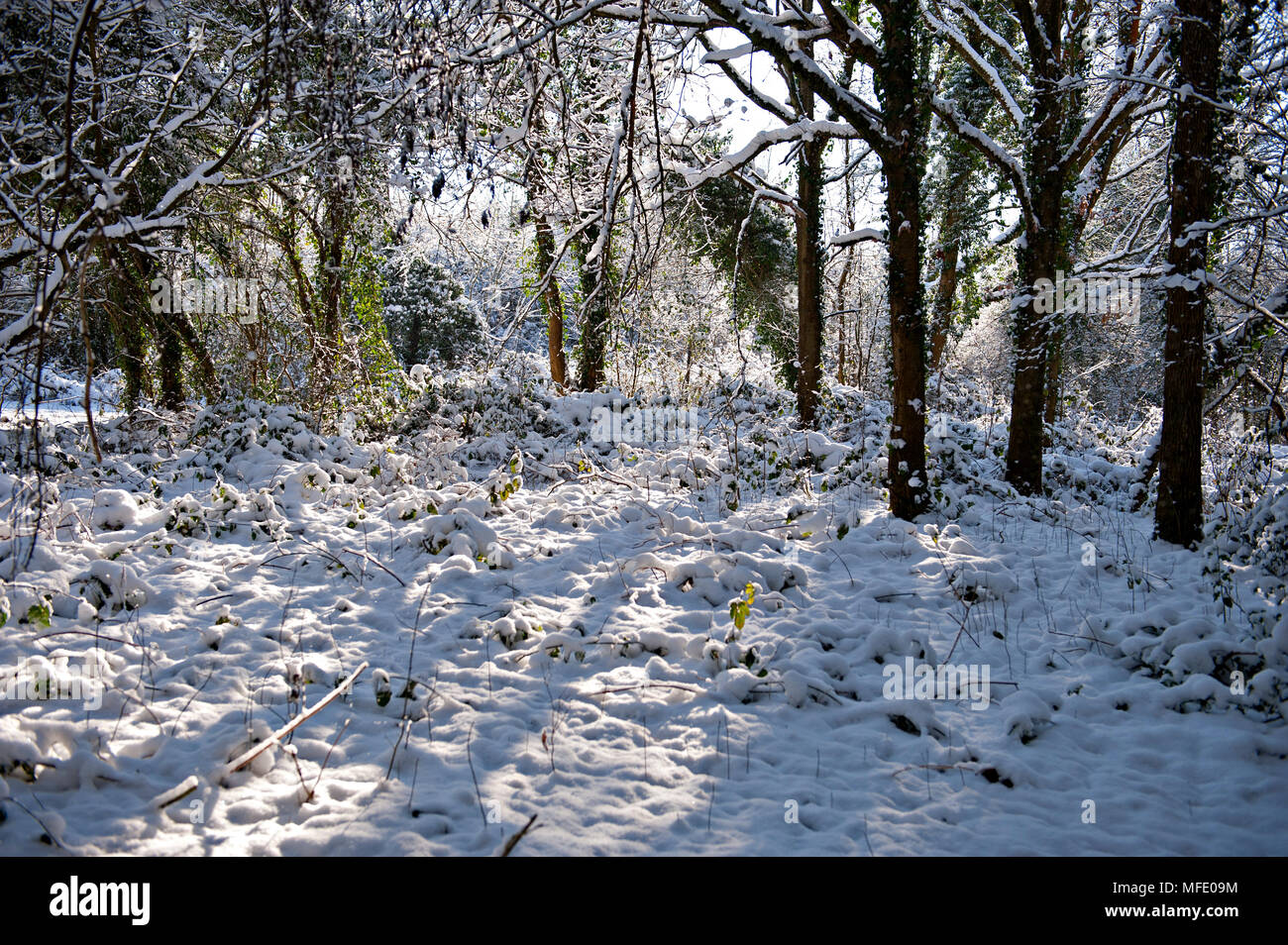Snow covered woodland in Haysden Country Park, Tonbridge, Kent, UK during the cold spell of winter 2018 Stock Photo