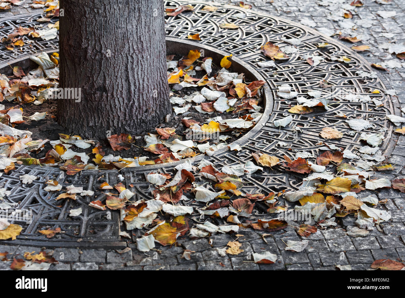 Tree Root Protection Grating Tree Grates High Resolution Stock Photography and Images - Alamy