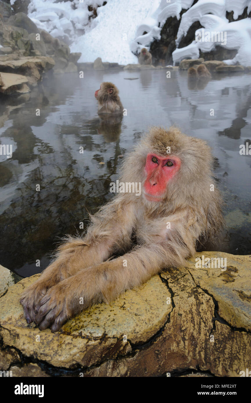 snow-monkey-japanese-macaque-in-thermal-pool-macaca-fuscata-japan