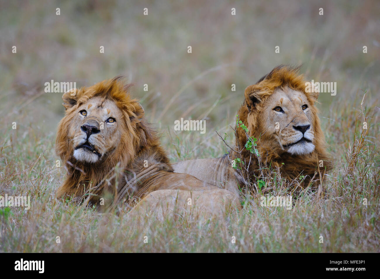Male African lions, Panthera leo; Masai Mara, Kenya Stock Photo - Alamy
