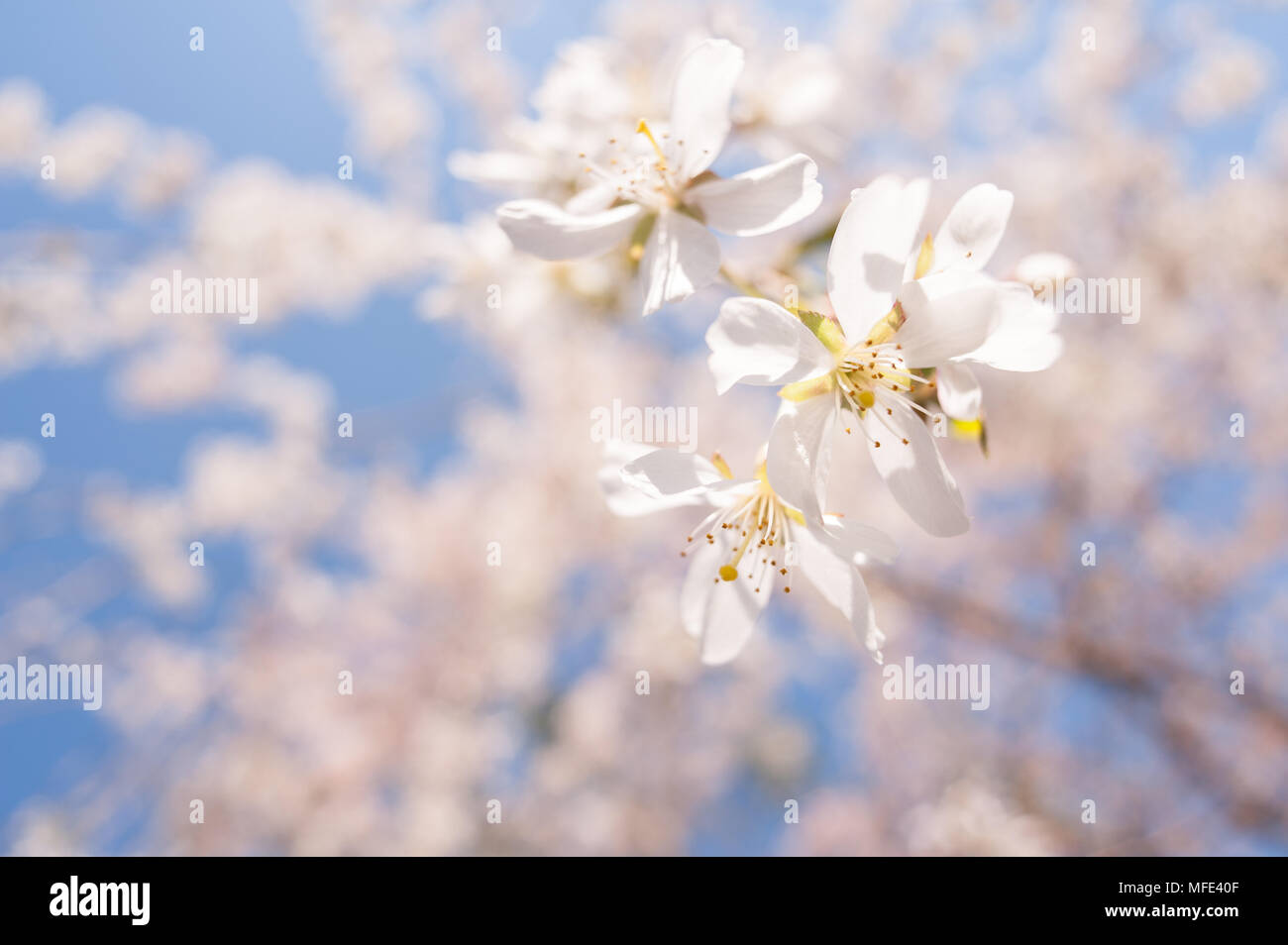 Light airy springtime blossom of flowering cherry tree with flowers ...