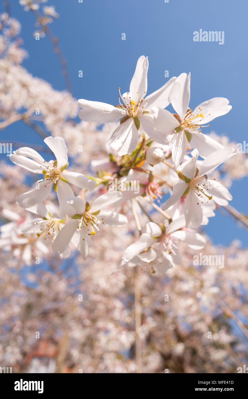 Snow fountain weeping cherry tree hires stock photography and images