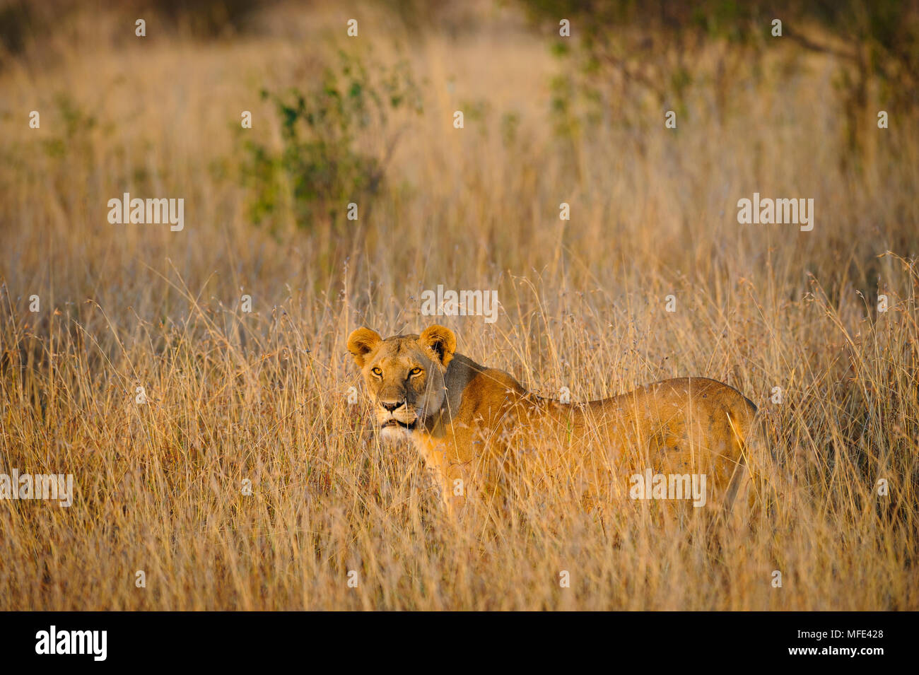 African lion hunting, Panthera leo; Masai Mara, Kenya Stock Photo - Alamy