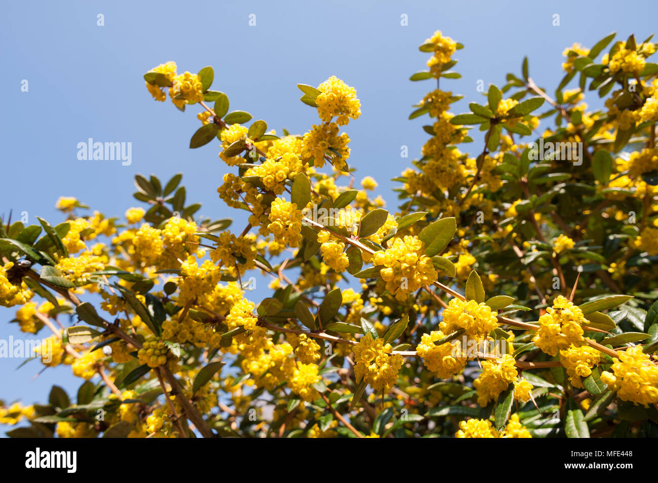 Heavy laden clusters of brilliant mustard yellow axillary flowers of thorny shrub barberry attracting lots of bumble bees with dark green foliage Stock Photo