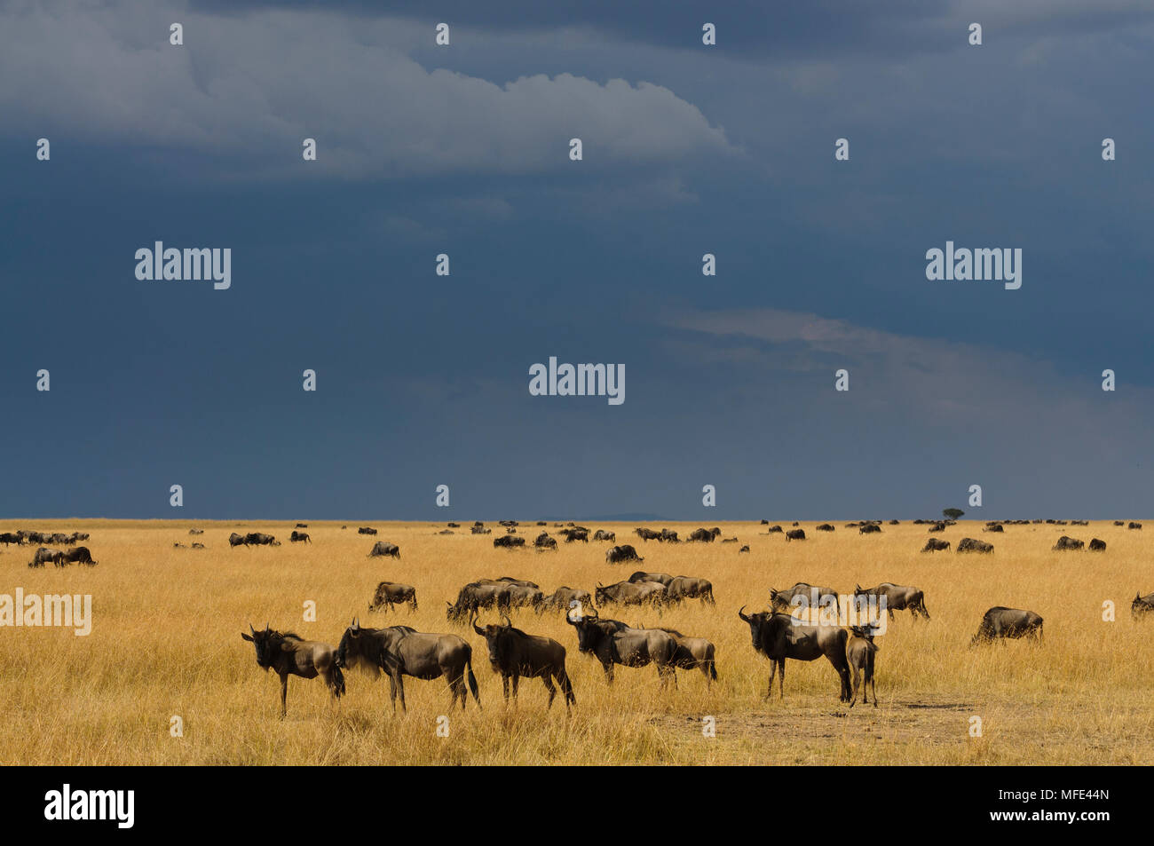 Wildebeests migrating, Connochaetes taurinus; Masai Mara, Kenya. Stock Photo