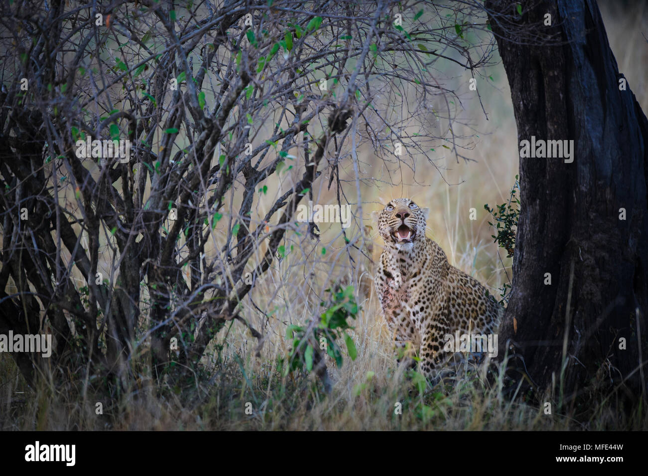 Leopard at base of tree where it has cached carcass, Panthera pardus; Masai Mara, Kenya. Stock Photo