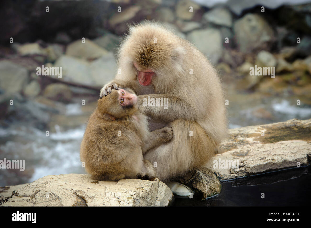 Japanese Macaque Monkey Snow Monkey At Jigokudani Hot Springs