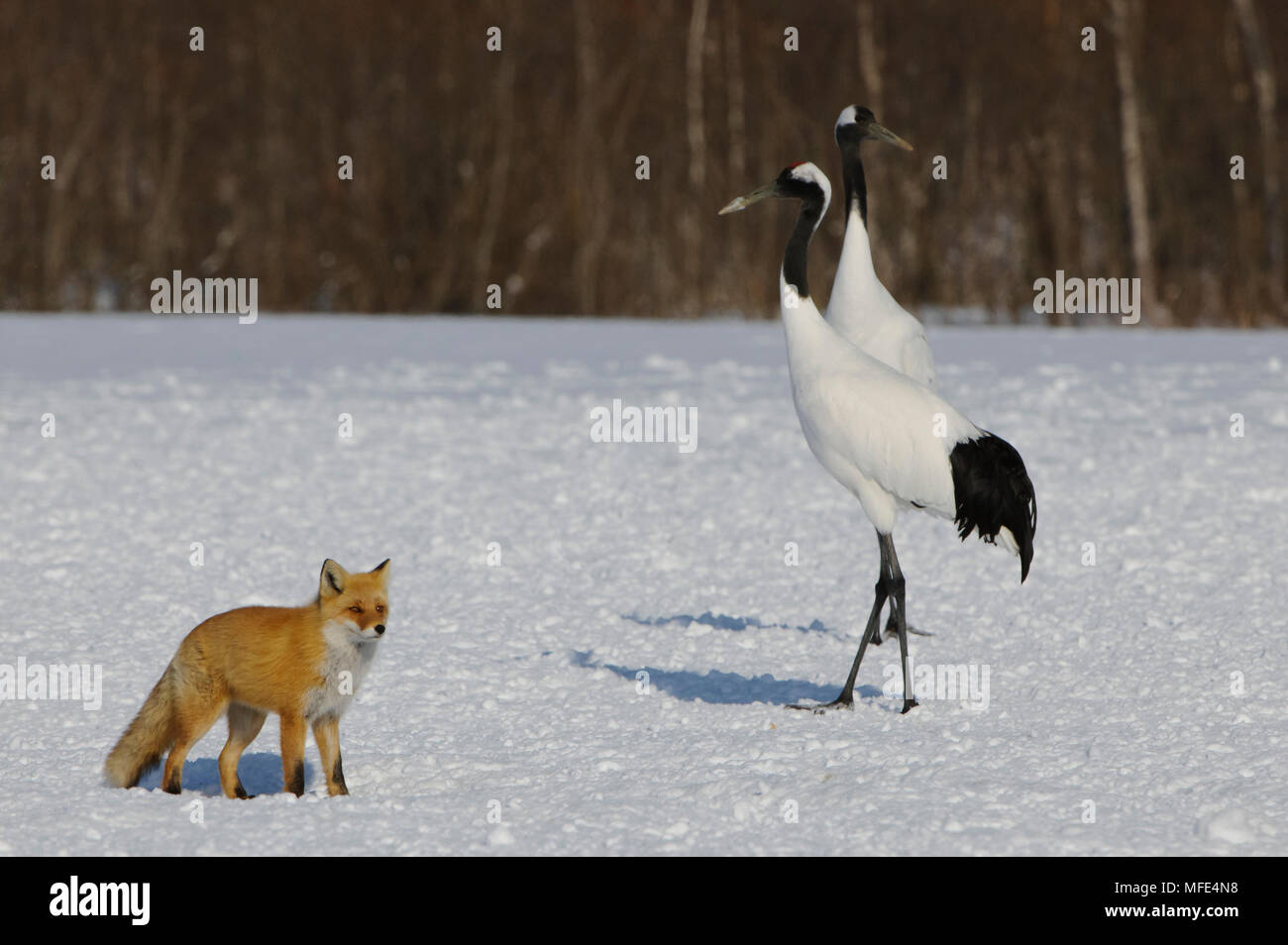 Vulpes vulpes japonica hires stock photography and images Alamy
