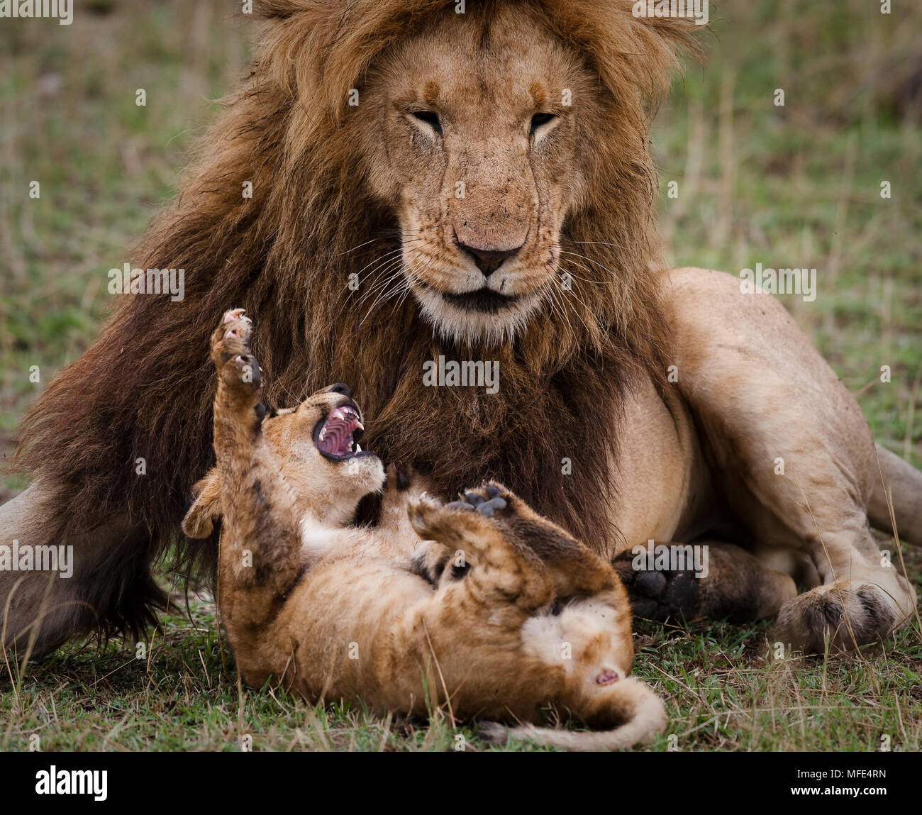 A lion cub plays with an adult male; Panthera leo; Masai Mara, Kenya. Stock Photo