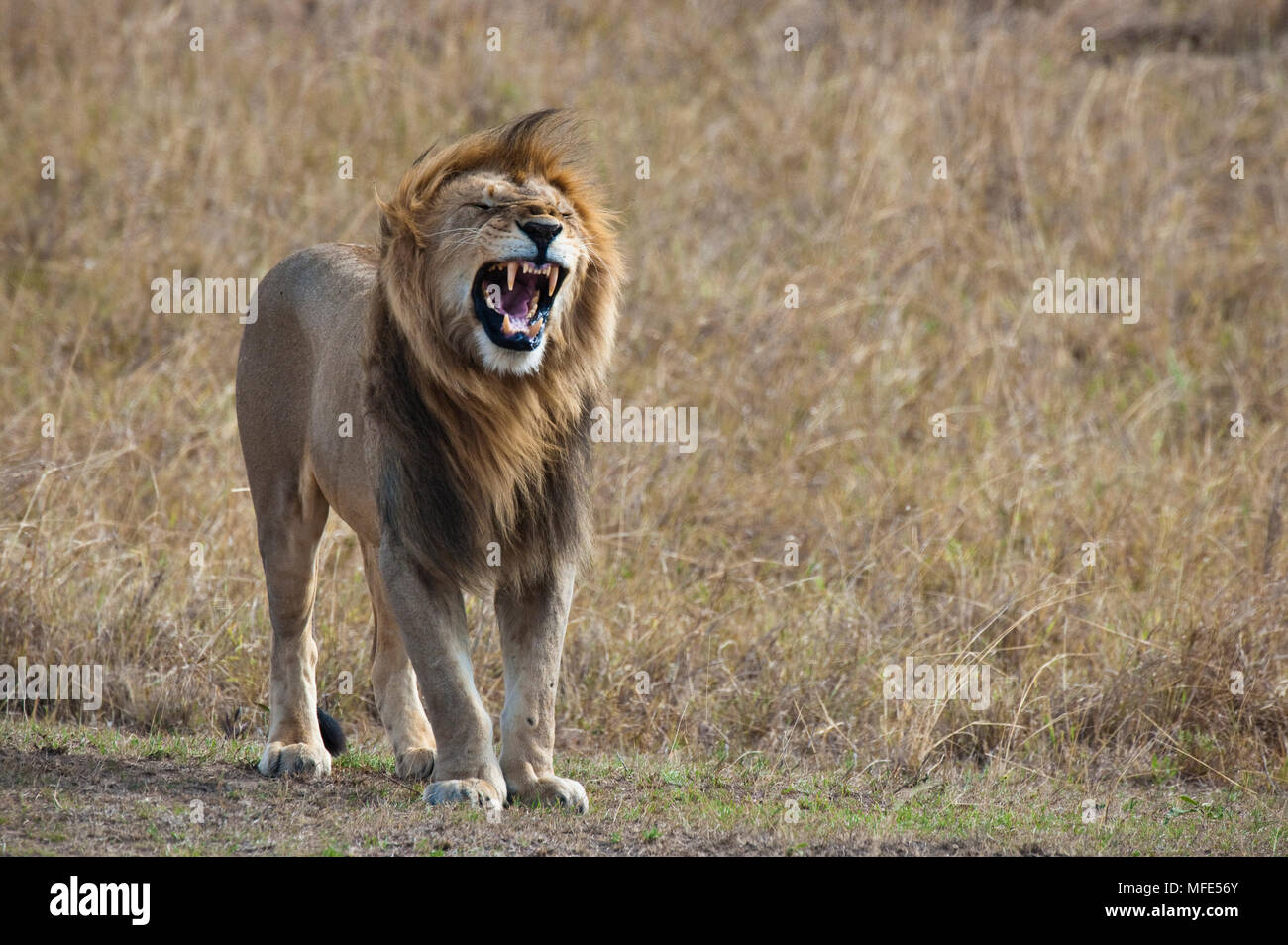 A large male lion yawns; Panthera leo, Masai Mara, Kenya. Stock Photo