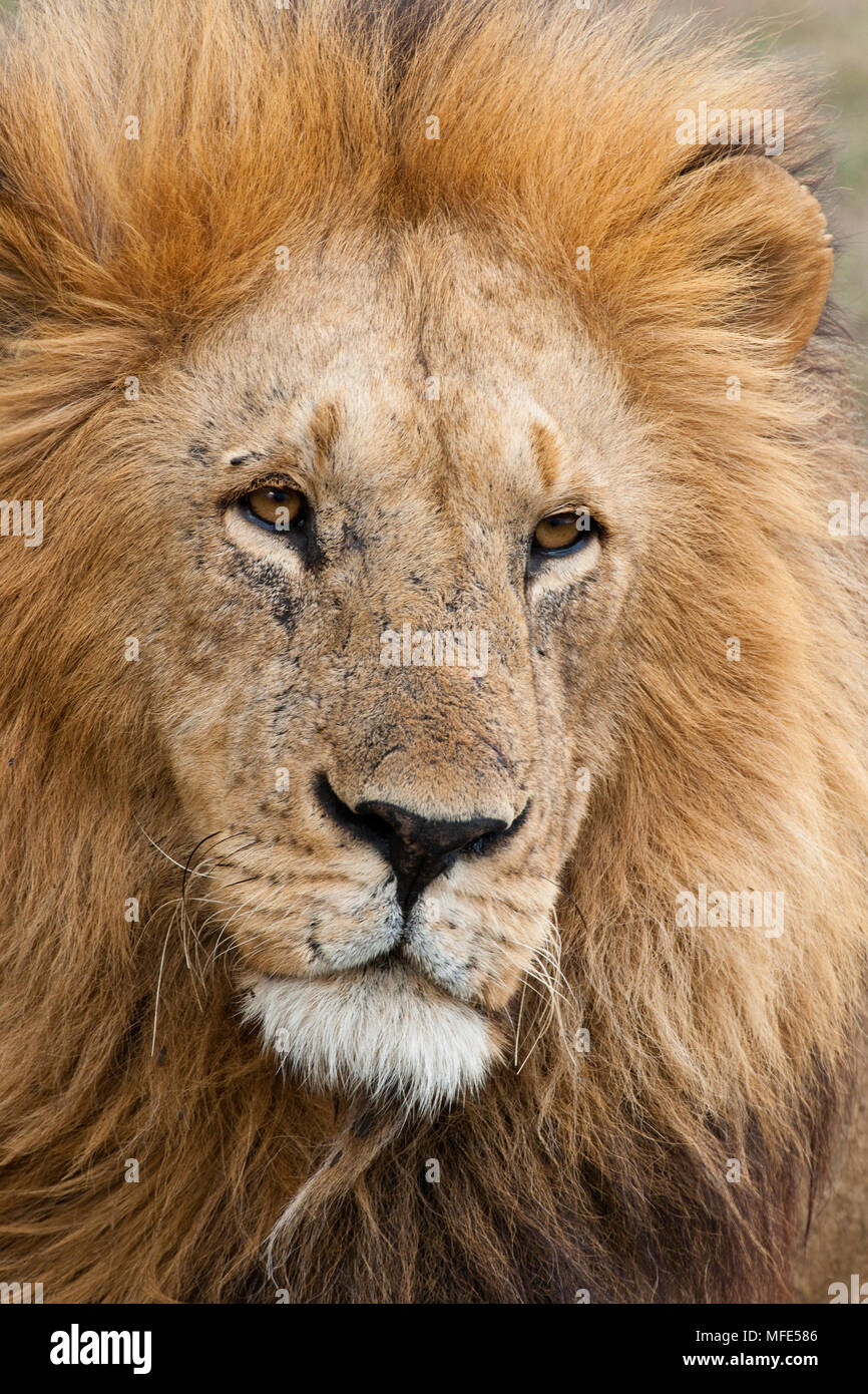 Male lion; Panthera leo, Masai Mara, Kenya. Stock Photo