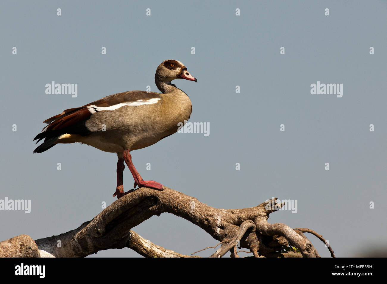 Egyptian goose; Alopochen aegyptiaca, Masai Mara, Kenya. Stock Photo