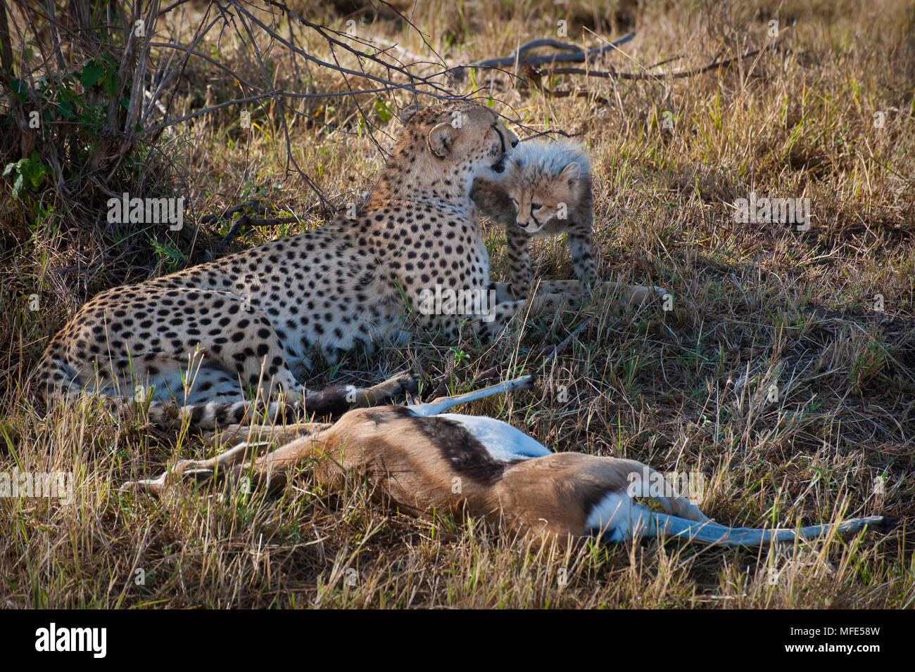 A female cheetah sits near its prey, a Thomson's gazelle; Acinonyx jubatus, Masai Mara, Kenya. Stock Photo