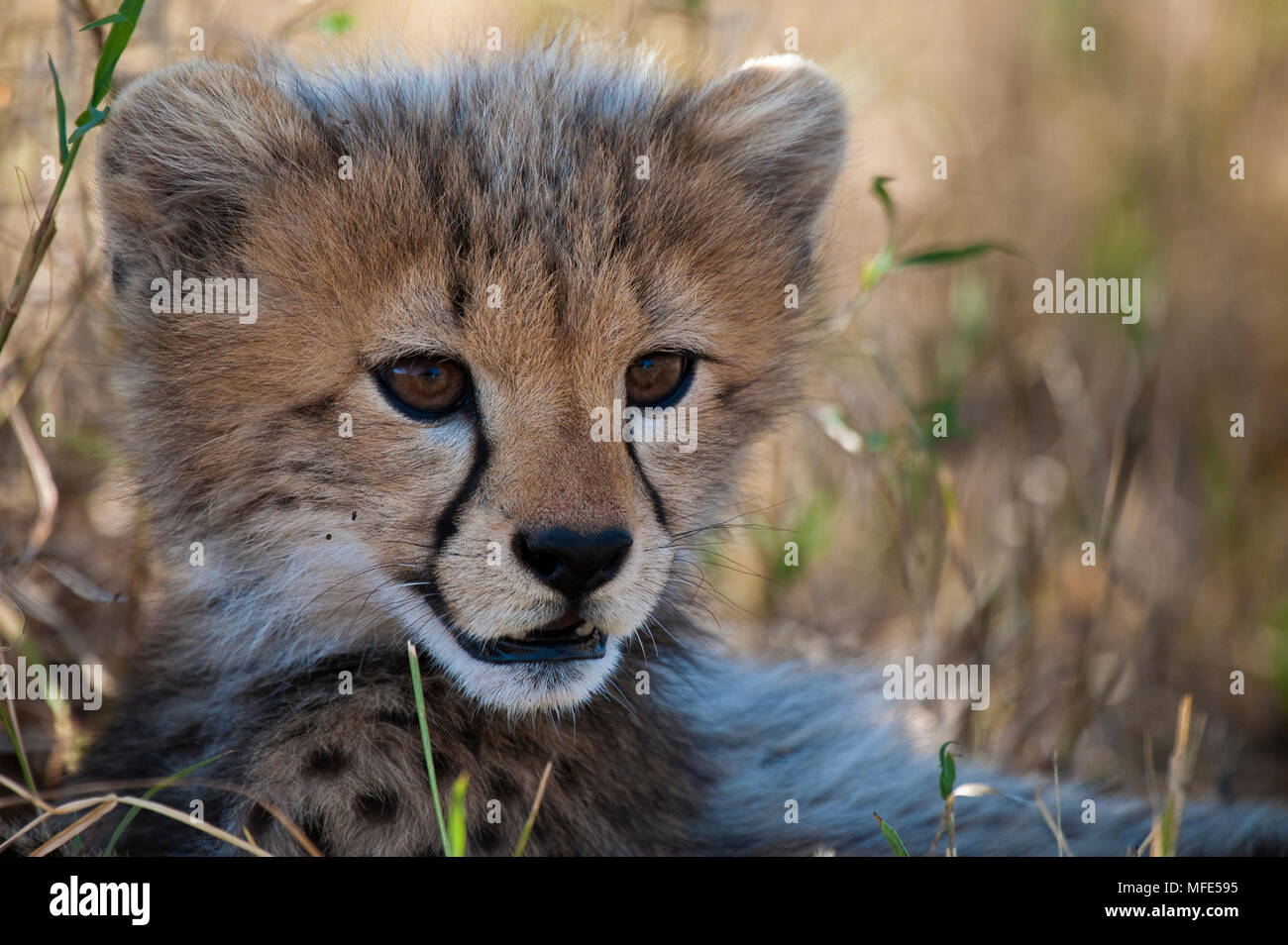 A cheetah cub hides in the grass; Acinonyx jubatus, Masai Mara, Kenya. Stock Photo