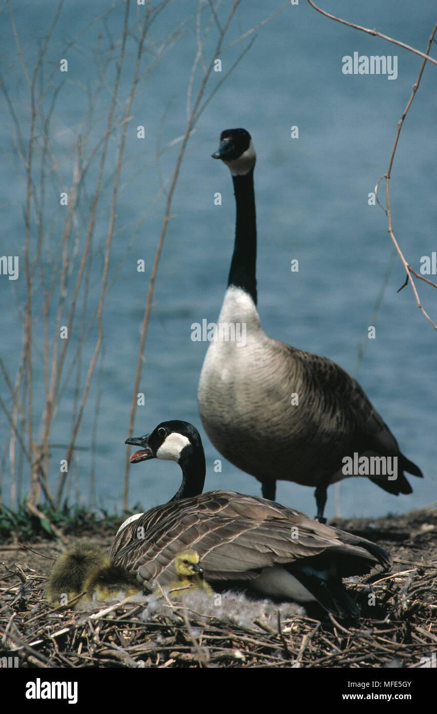 Canada goose branta canadensis brooding on the nest hi-res stock ...