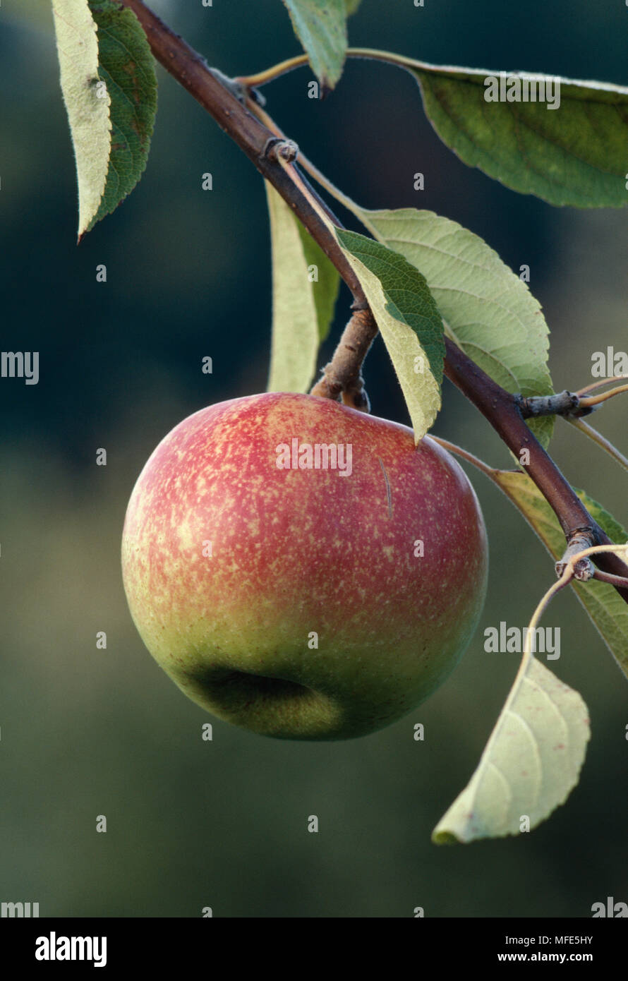 RIPE APPLE ON TREE  Malus sp. Stock Photo